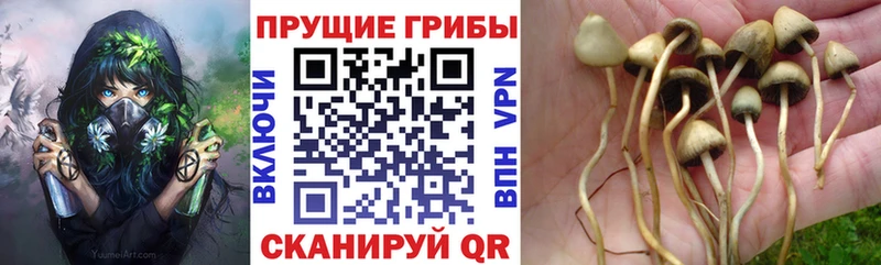 Галлюциногенные грибы Magic Shrooms  Купить закладки  Шумерля 